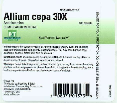 Allium cepa